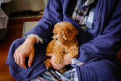 Cavapoo Being Cute