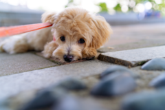 Cute Maltipoo Poodle Mix Pup