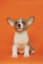 Cute Pembroke Welsh Corgi Pup