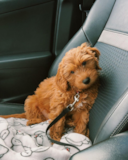 Cute Mini Goldendoodle Poodle Mix Pup