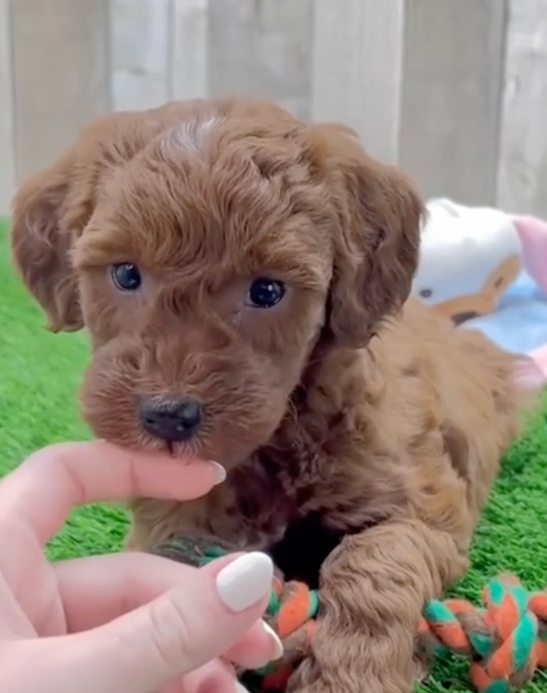 Cute Irish Setterpoo Poodle Mix Pup