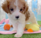 Cute Yorkie Poo Poodle Mix Pup