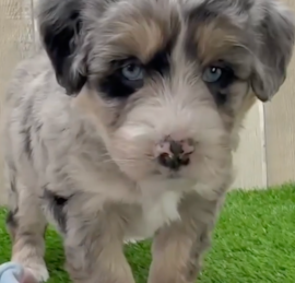 Husky Poo Puppies For Sale - Seaside Pups