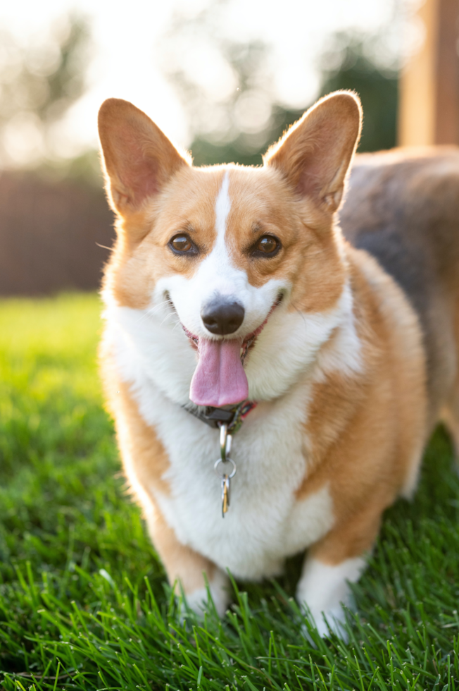 Welsh Corgi Puppies