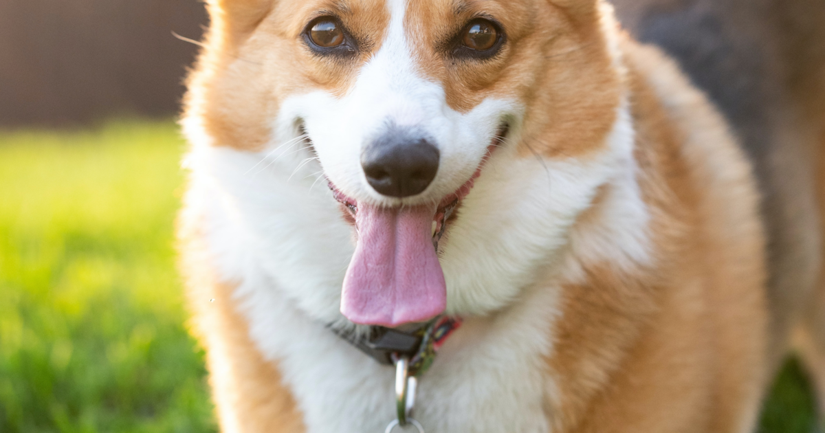 Pembroke Welsh Corgi Puppies for Sale -Seaside Pups