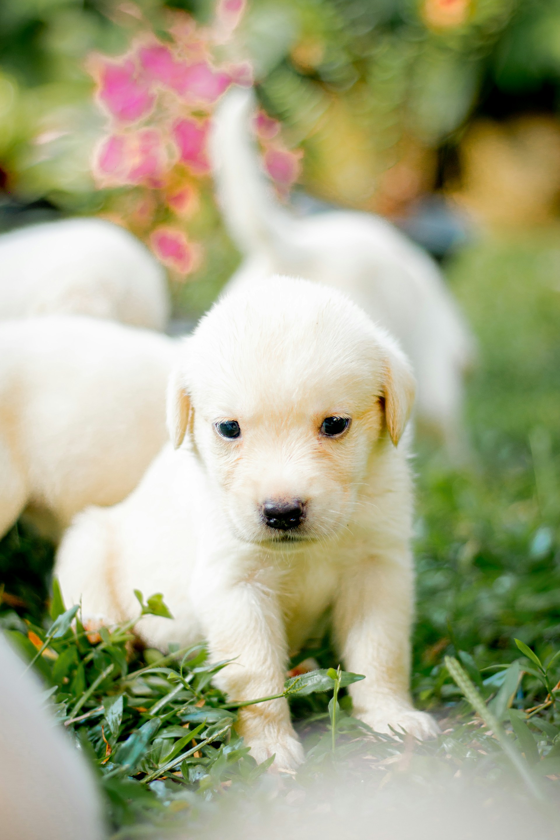 seaside pups - first eight weeks of a puppy s life - white puppies on grass