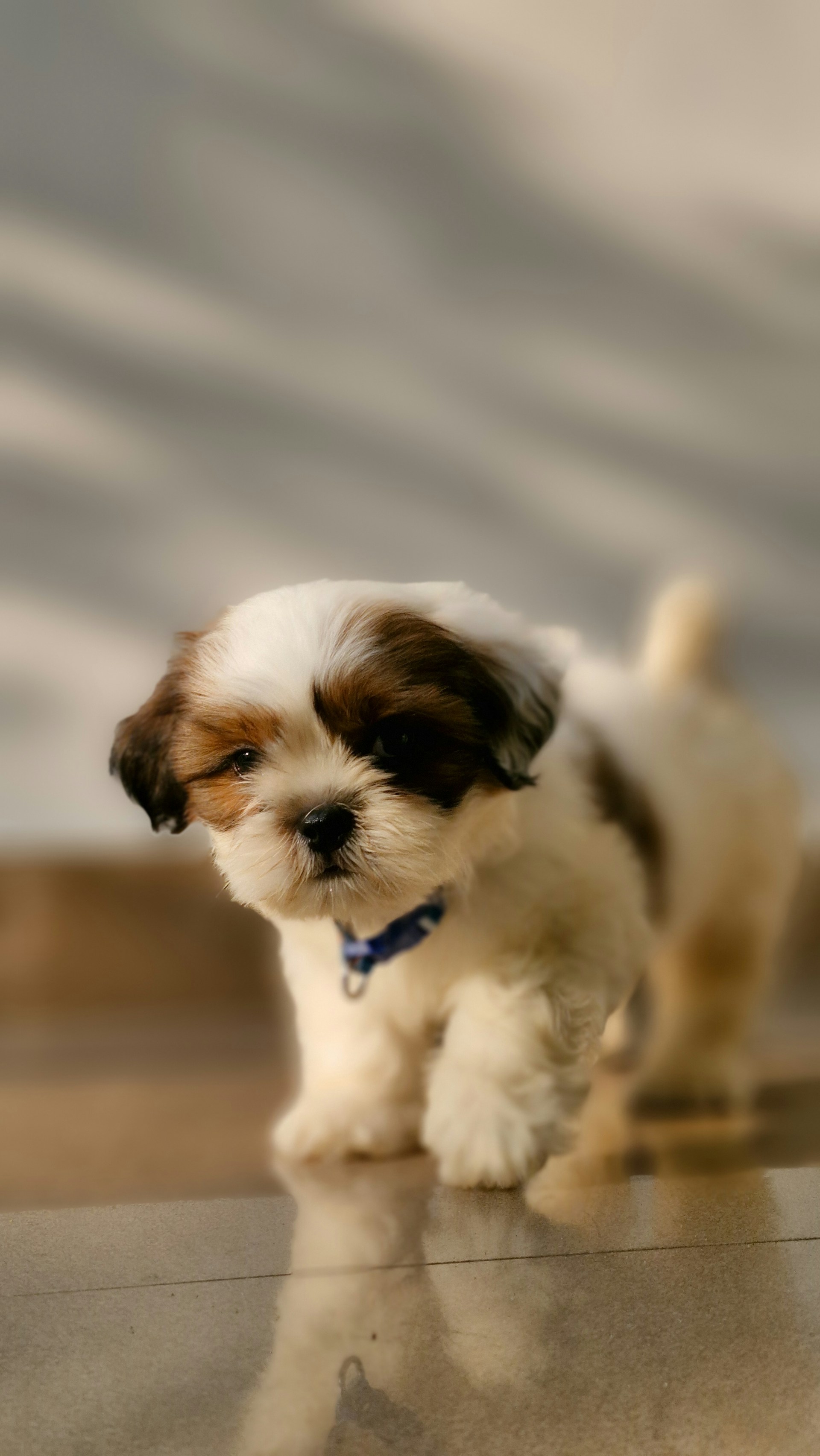 a small teddy bear puppy at seaside pups
