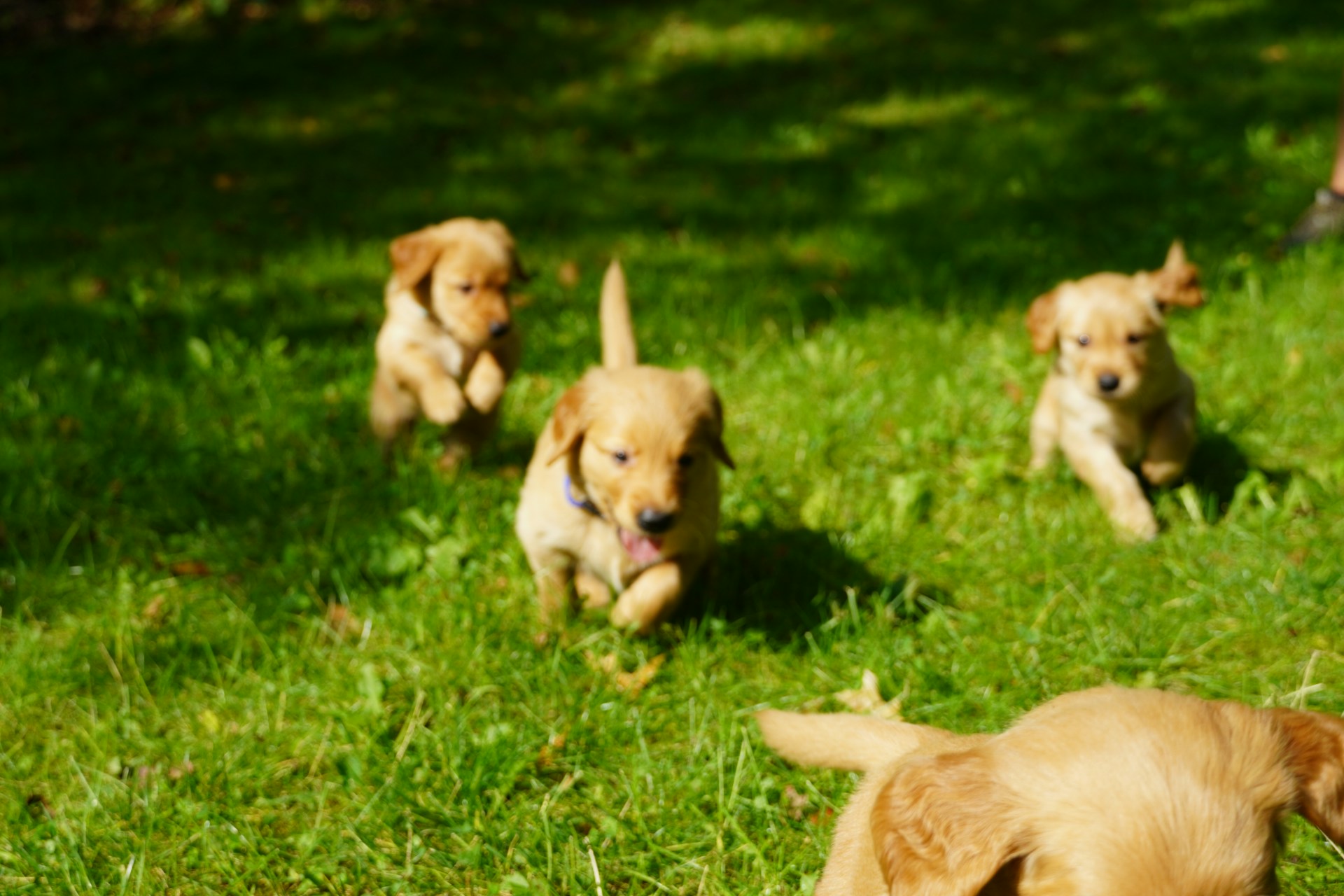 happy puppies running freely on a lawn - puppies at seaside pups breeders location 