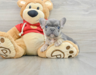 7 week old French Bulldog Puppy For Sale - Seaside Pups
