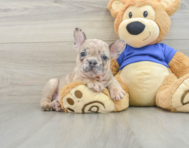 7 week old French Bulldog Puppy For Sale - Seaside Pups