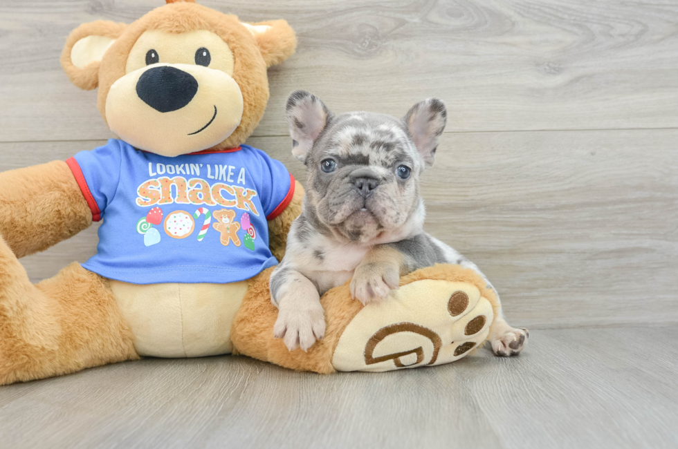 6 week old French Bulldog Puppy For Sale - Seaside Pups