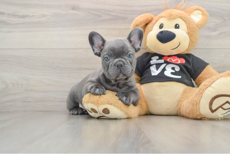 French Bulldog Pup Being Cute