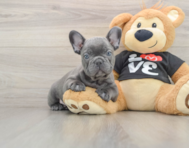 7 week old French Bulldog Puppy For Sale - Seaside Pups