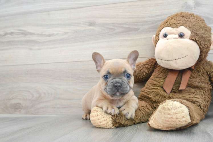 Funny French Bulldog Baby