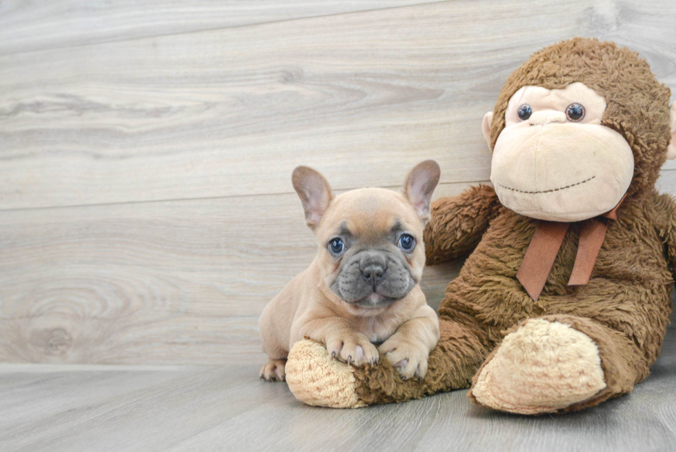 Funny French Bulldog Baby