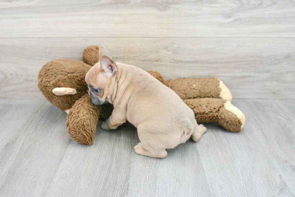 Small French Bulldog Purebred Pup