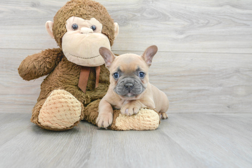 French Bulldog Puppy for Adoption