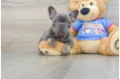 Playful French Bulldog Purebred Pup