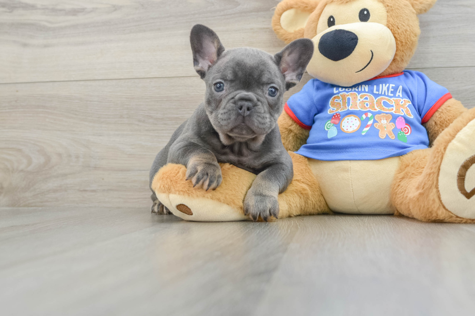 Playful French Bulldog Purebred Pup