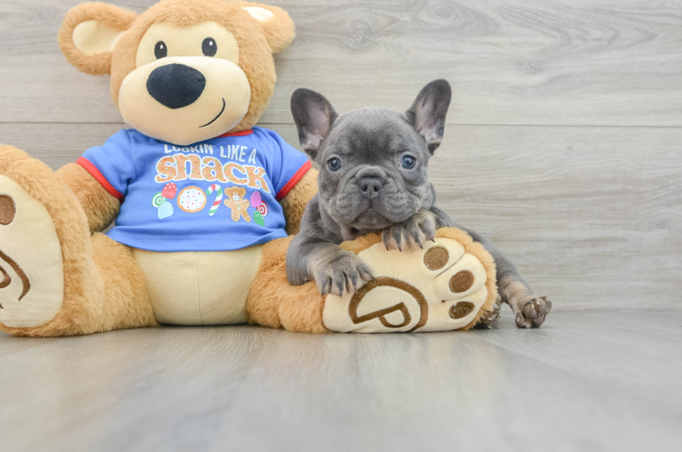 6 week old French Bulldog Puppy For Sale - Seaside Pups