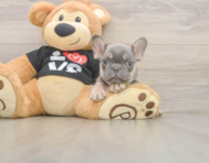 7 week old French Bulldog Puppy For Sale - Seaside Pups