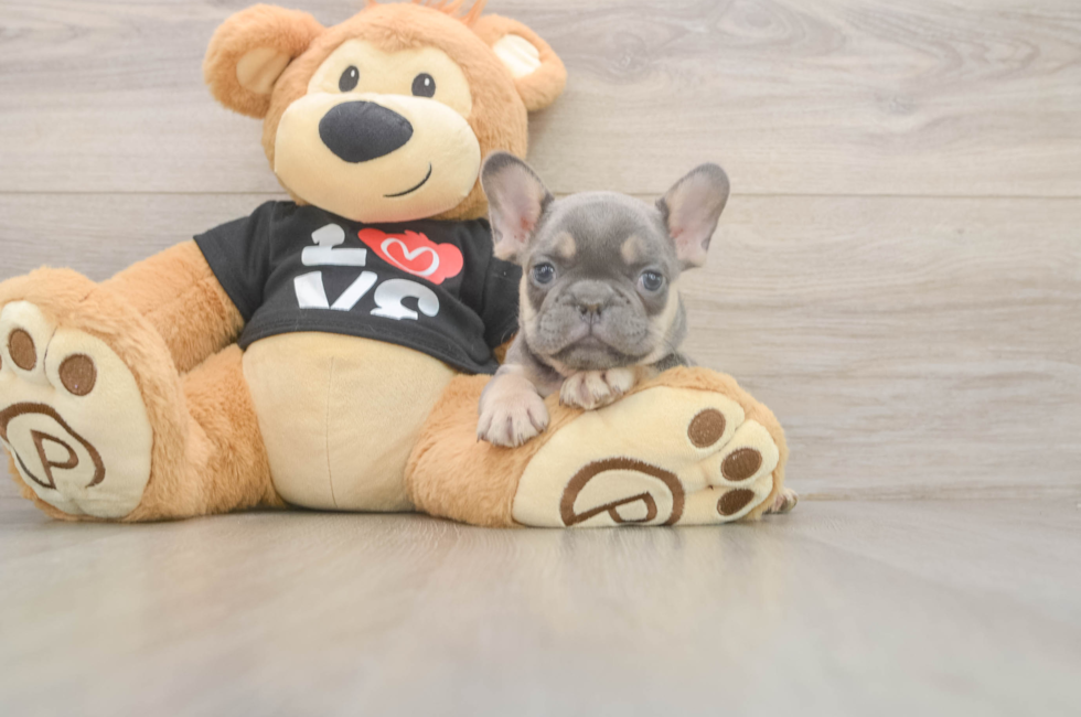 7 week old French Bulldog Puppy For Sale - Seaside Pups
