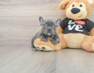 7 week old French Bulldog Puppy For Sale - Seaside Pups