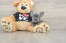 French Bulldog Puppy for Adoption