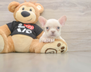 7 week old French Bulldog Puppy For Sale - Seaside Pups