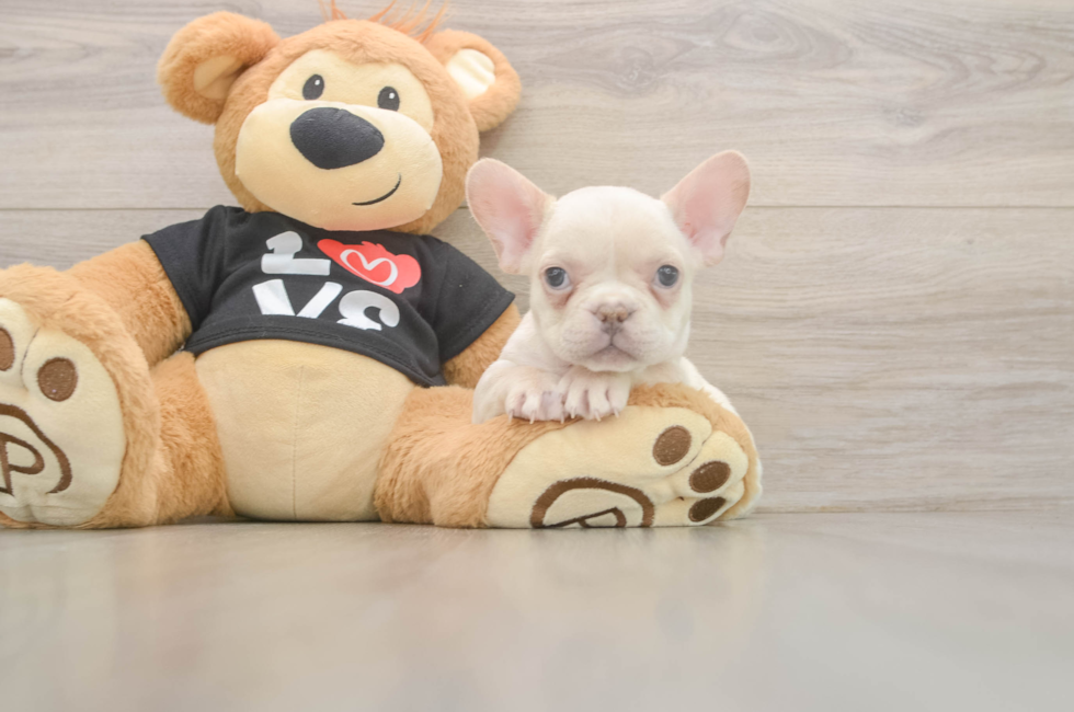 7 week old French Bulldog Puppy For Sale - Seaside Pups