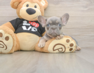 7 week old French Bulldog Puppy For Sale - Seaside Pups