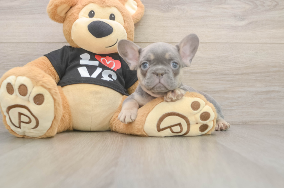 7 week old French Bulldog Puppy For Sale - Seaside Pups