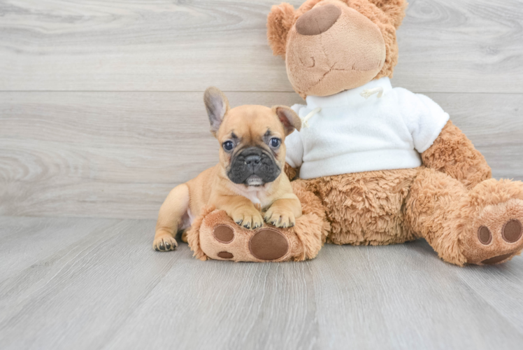 Best French Bulldog Baby