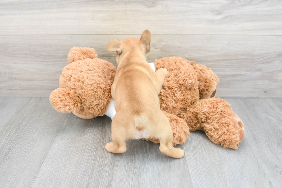 Playful French Bulldog Purebred Pup