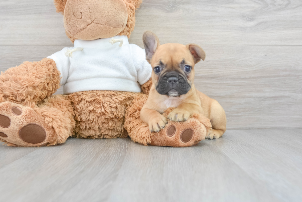 Best French Bulldog Baby
