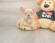7 week old French Bulldog Puppy For Sale - Seaside Pups