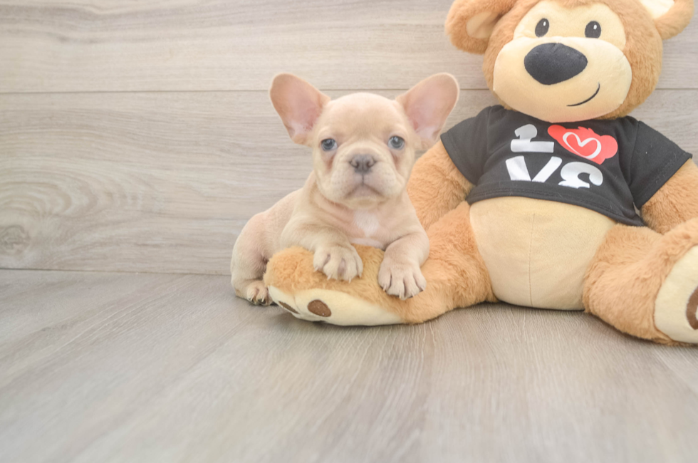 7 week old French Bulldog Puppy For Sale - Seaside Pups