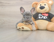 7 week old French Bulldog Puppy For Sale - Seaside Pups