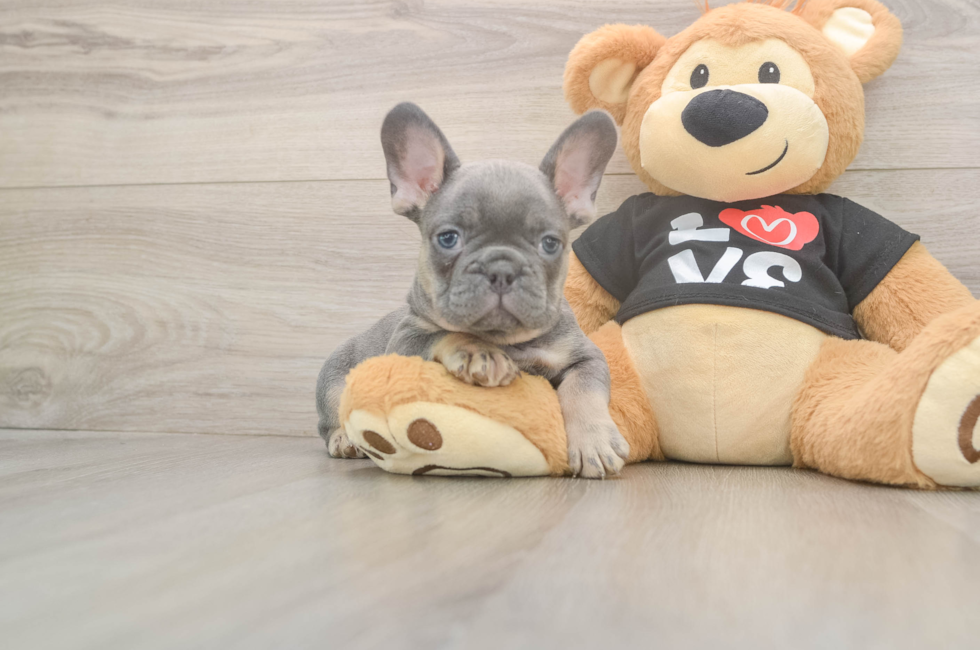 7 week old French Bulldog Puppy For Sale - Seaside Pups