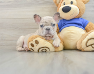 7 week old French Bulldog Puppy For Sale - Seaside Pups