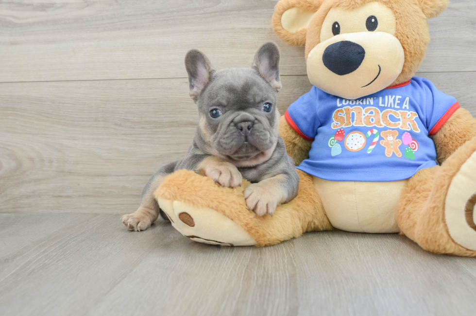 6 week old French Bulldog Puppy For Sale - Seaside Pups