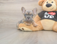 7 week old French Bulldog Puppy For Sale - Seaside Pups