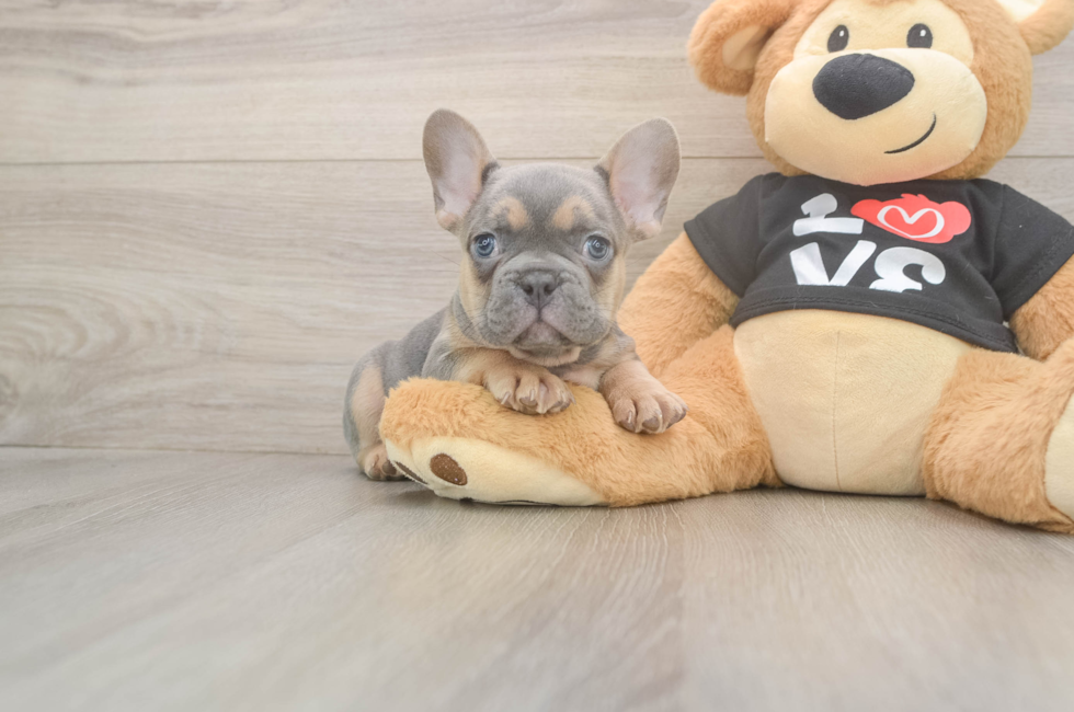 7 week old French Bulldog Puppy For Sale - Seaside Pups