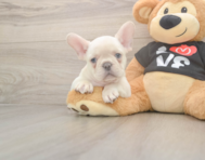 7 week old French Bulldog Puppy For Sale - Seaside Pups