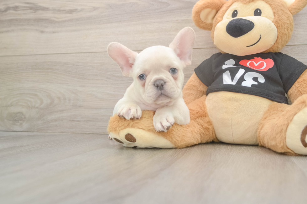 7 week old French Bulldog Puppy For Sale - Seaside Pups