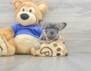 9 week old French Bulldog Puppy For Sale - Seaside Pups