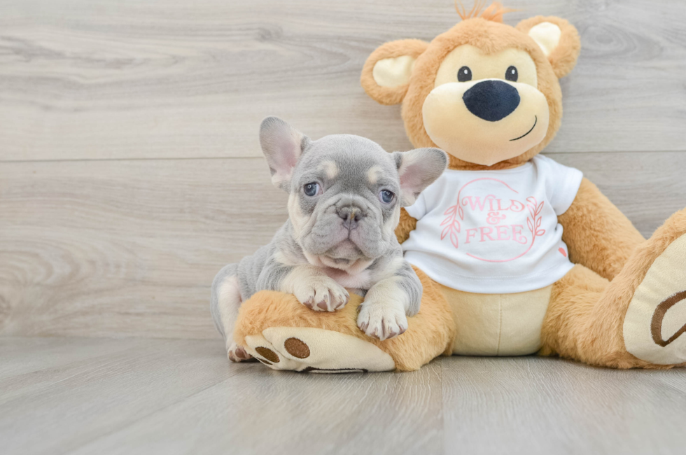 7 week old French Bulldog Puppy For Sale - Seaside Pups