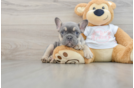 French Bulldog Puppy for Adoption