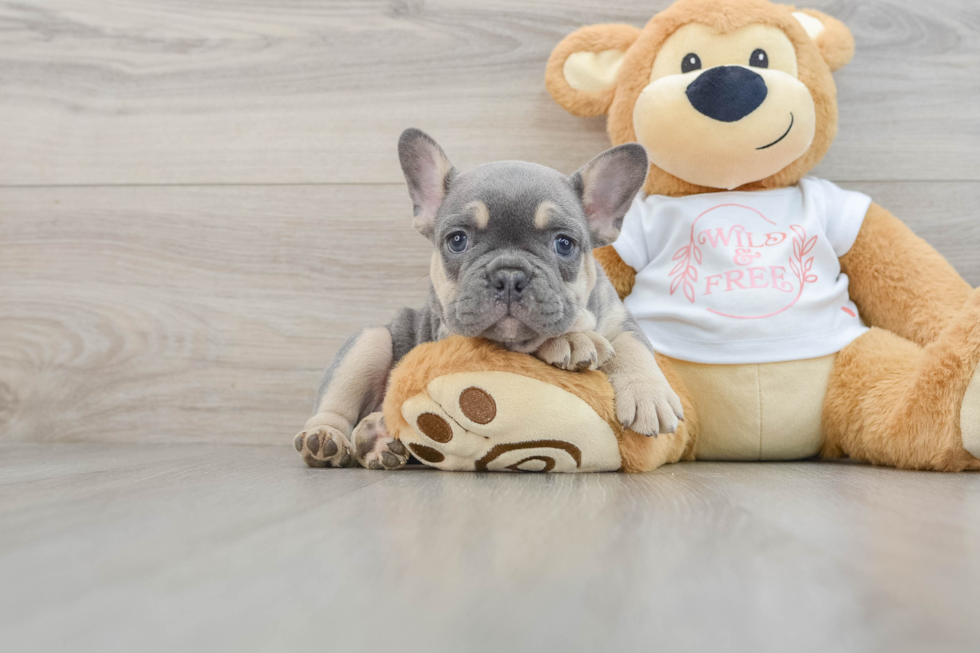 French Bulldog Puppy for Adoption