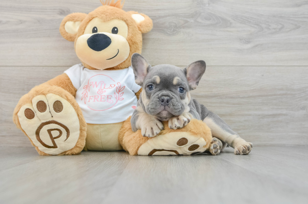 7 week old French Bulldog Puppy For Sale - Seaside Pups